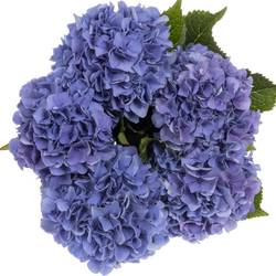 Hortensie blau Parade Bol 17cm 60cm