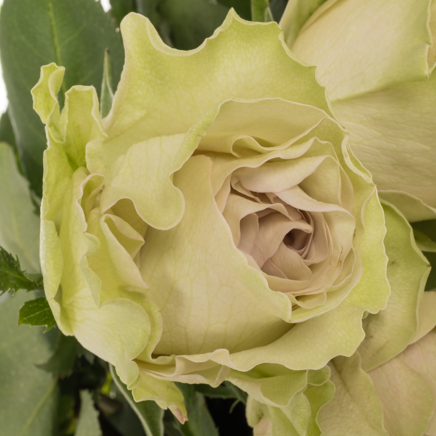 Rose hell grün/milka Magique 50cm