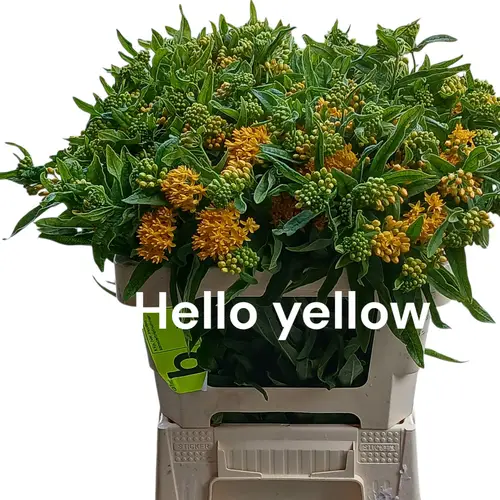 Aesclepia gelb Hello Yellow 55cm
