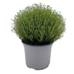 Thymian Faustini T18 H045
