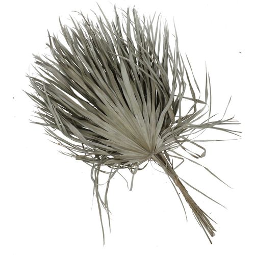 Trocken Chamaerops weiss L70cm x8