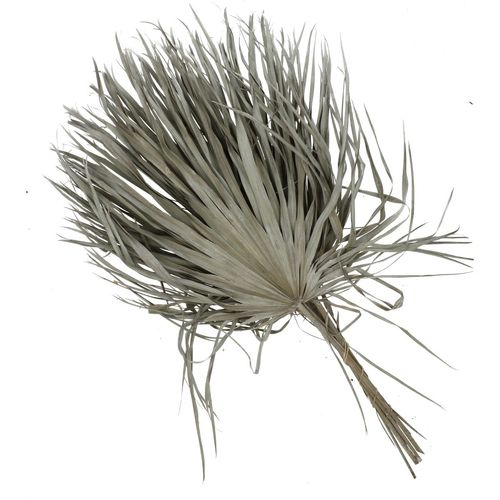 Trocken Chamaerops weiss L70cm x8