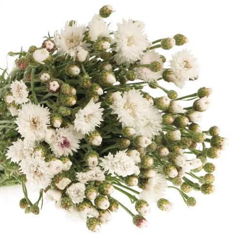 Kornblumen weiss 60 cm