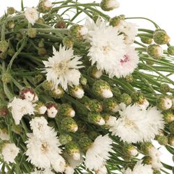 Kornblumen weiss 60 cm