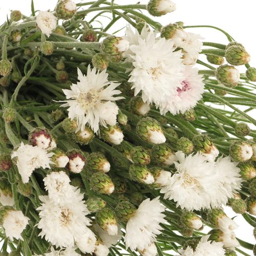 Kornblumen weiss 60 cm