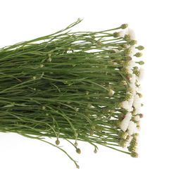 Kornblumen weiss 60 cm