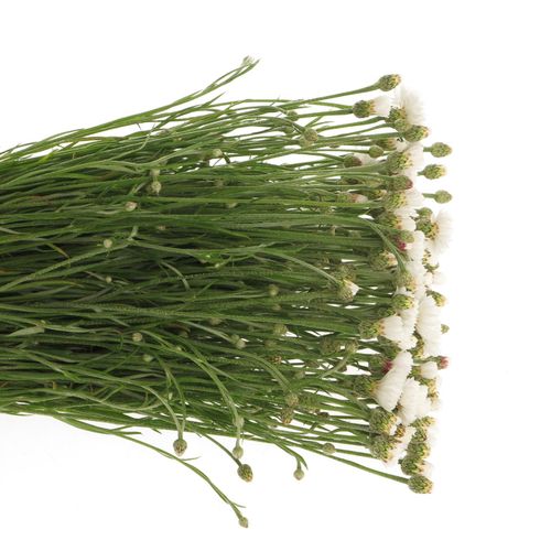 Kornblumen weiss 60 cm