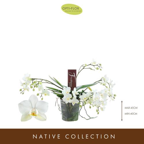 Phal.Freedanzo Dove T12 H35