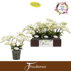 Phal.Freedanzo weiss Dove T12 H035