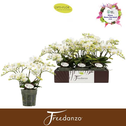 Phal.Freedanzo weiss Dove T12 H035
