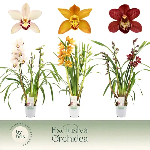 Cymbidium 3-R mix Exclusiv T12 H060