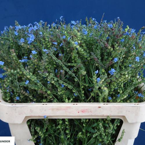 Cynoglossum blau amabile 75cm