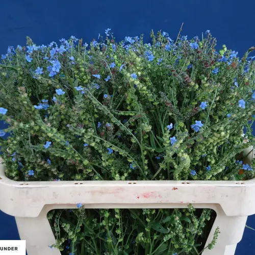 Cynoglossum blau amabile 75cm