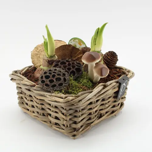 Amaryl.Arr-2516W Herbst T23 H025