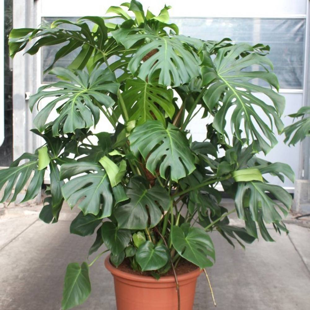 Monstera Deliciosa T55 H170