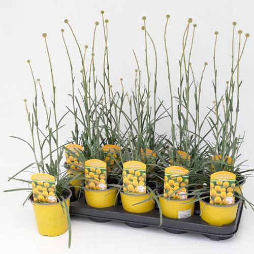 Craspedia Glob. T13 H050