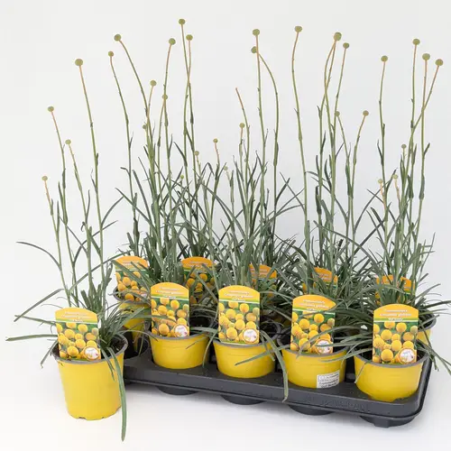 Craspedia Glob. T13 H050