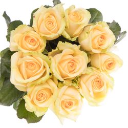 Rose apricot Avalanche peach 90cm