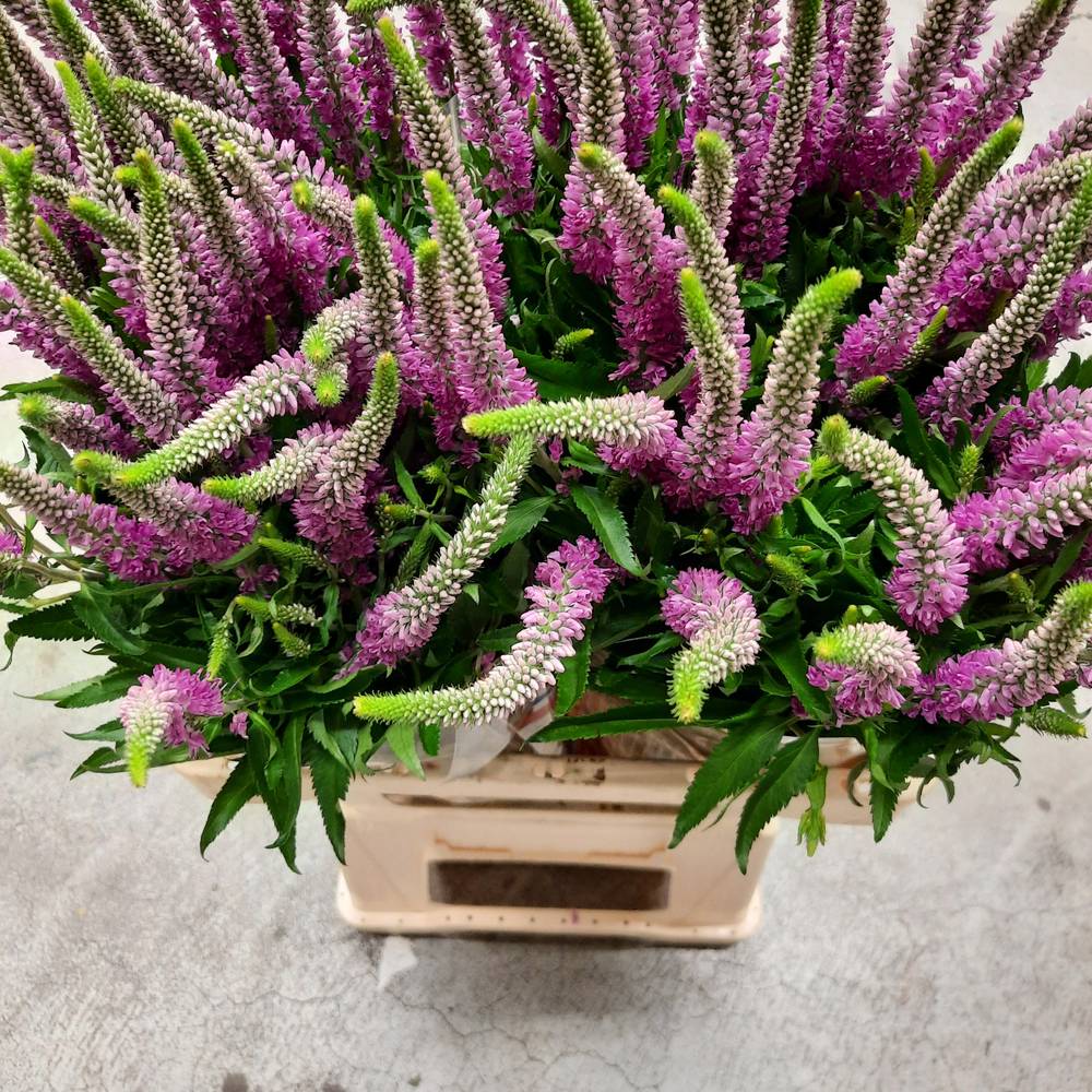 Veronica rosa Skyler Pink 50cm