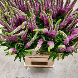 Veronica rosa Skyler Pink 50cm