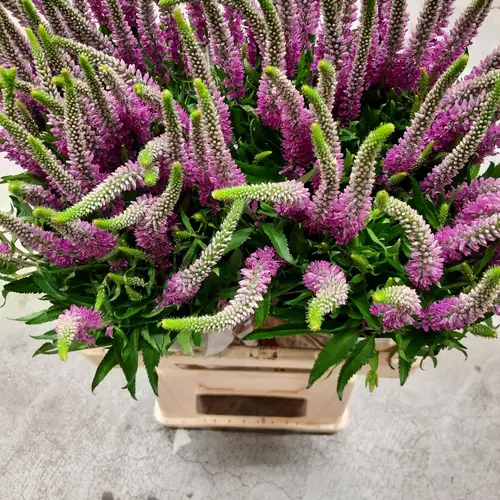 Veronica rosa Skyler Pink 50cm