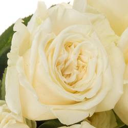 Rose weiss Playa Blanca 50cm