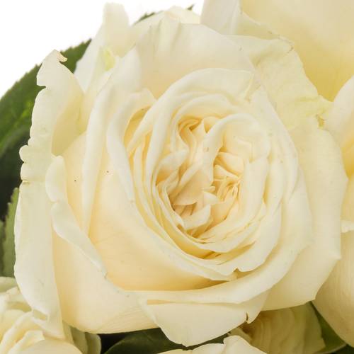 Rose weiss Playa Blanca 50cm
