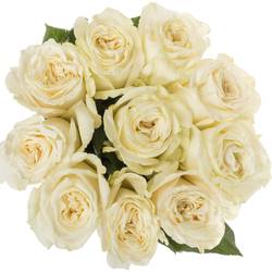 Rose weiss Playa Blanca 50cm
