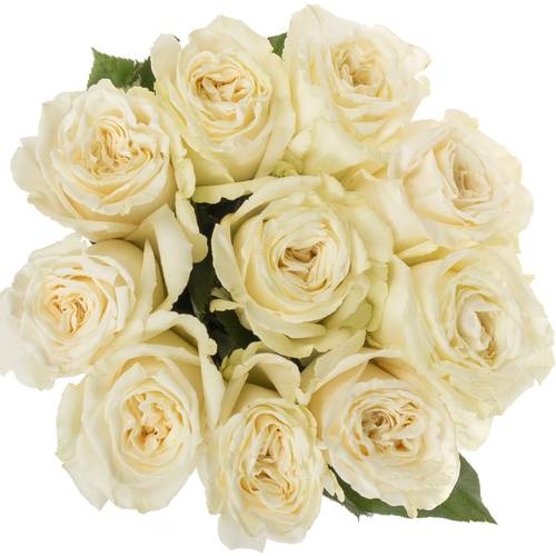 Rose weiss Playa Blanca 50cm