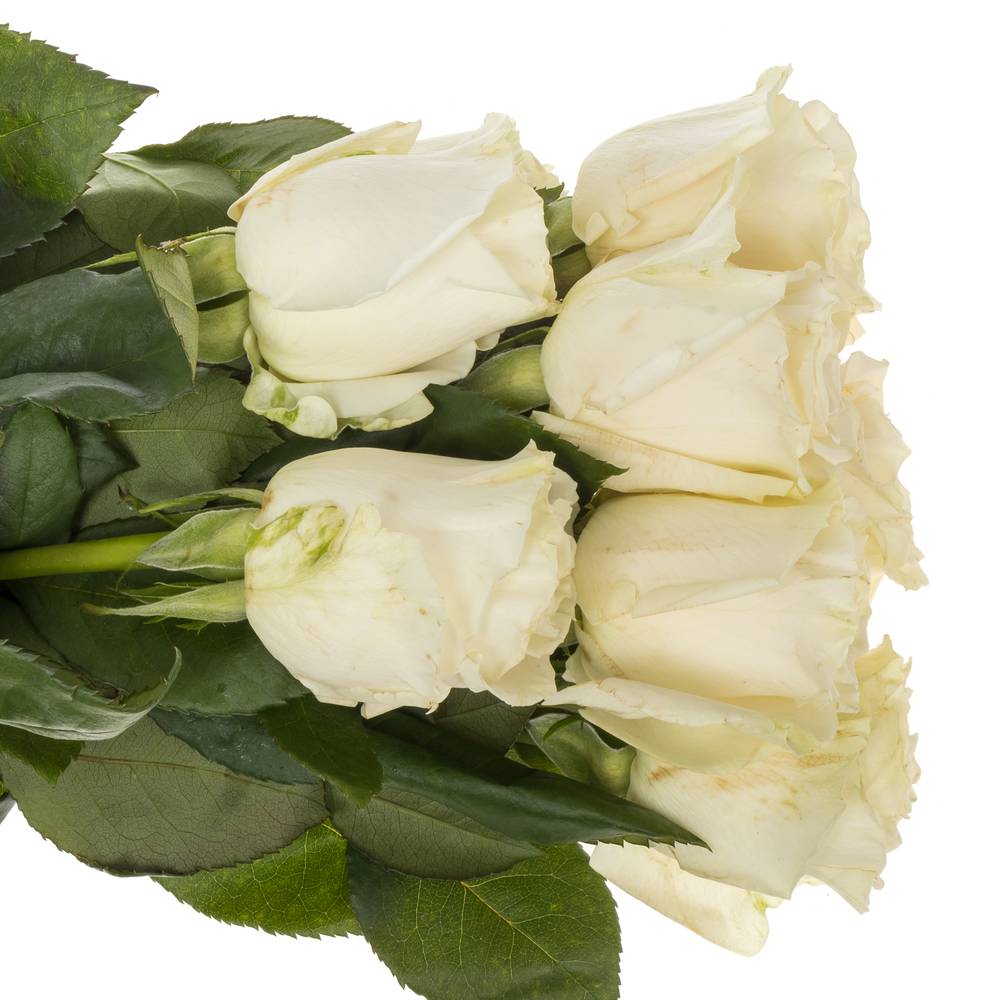 Rose weiss Playa Blanca 50cm