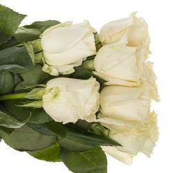 Rose weiss Playa Blanca 50cm