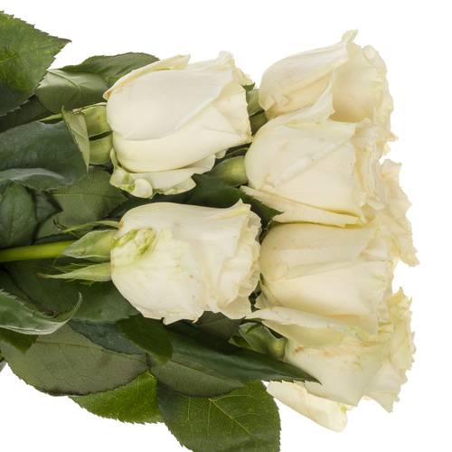Rose weiss Playa Blanca 50cm