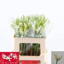 Nerine weiss Biancaneve 50cm