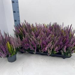 Calluna BL mix Trio Casino T10,5 H023