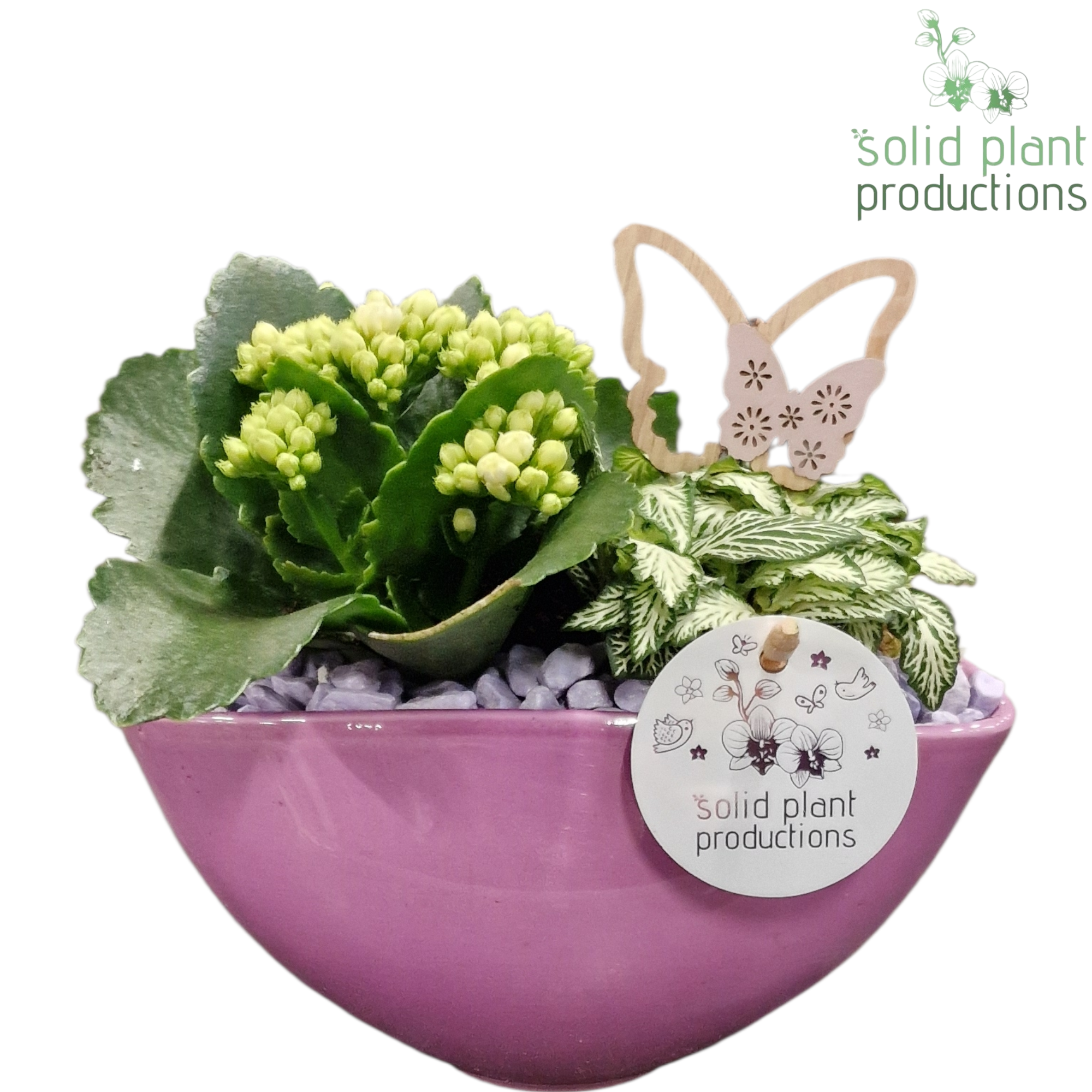 Kal.Arr KF006 Katty lila T19 H022