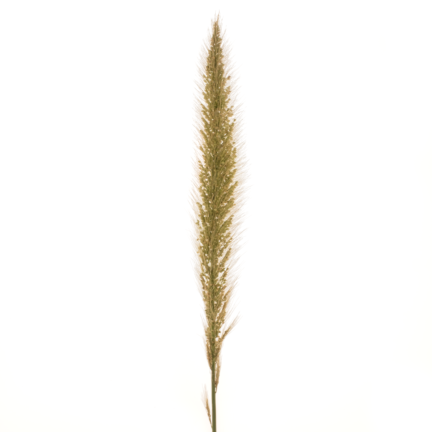 Ziergras hell grün Pennisetum 65cm