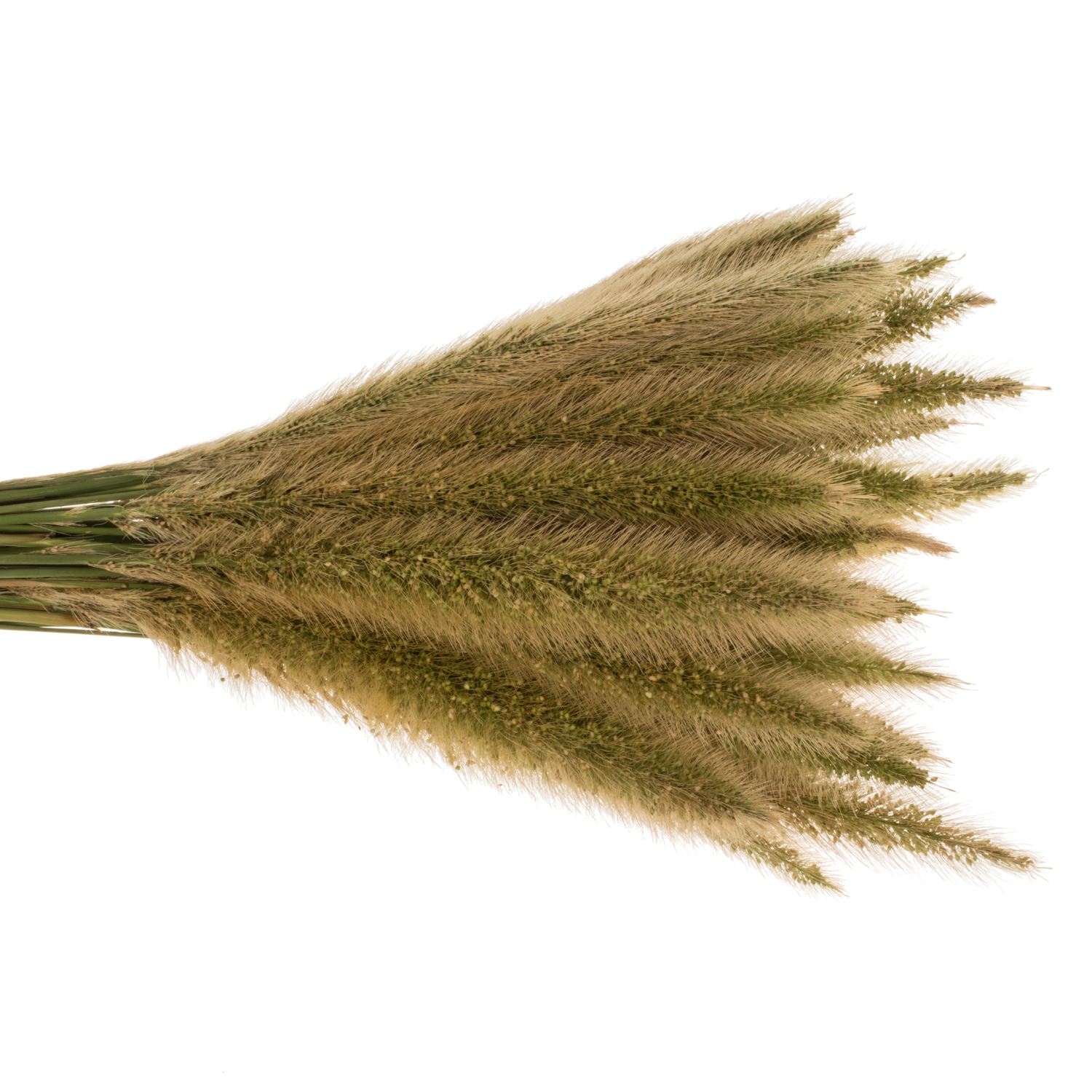 Ziergras hell grün Pennisetum 65cm