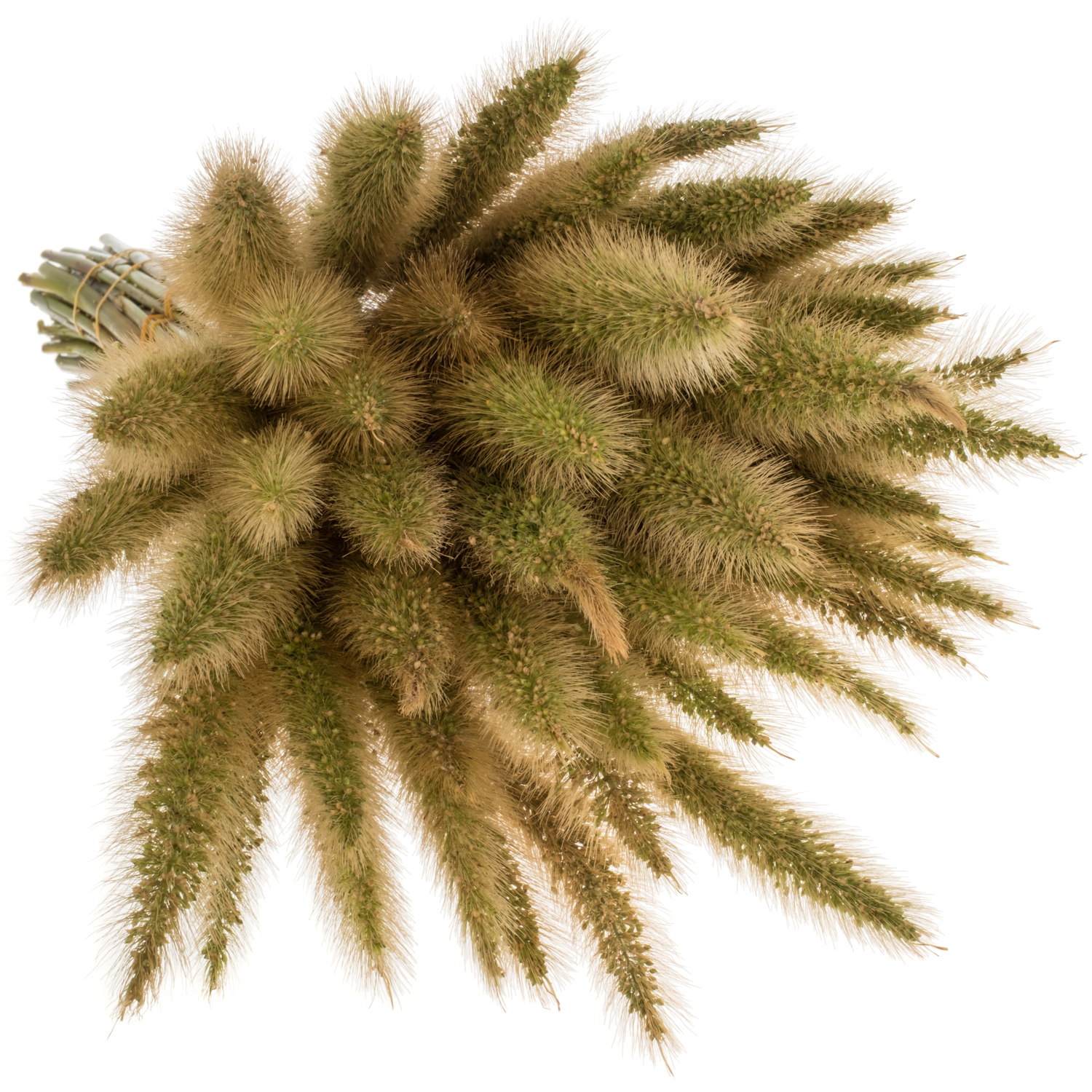Ziergras hell grün Pennisetum 65cm