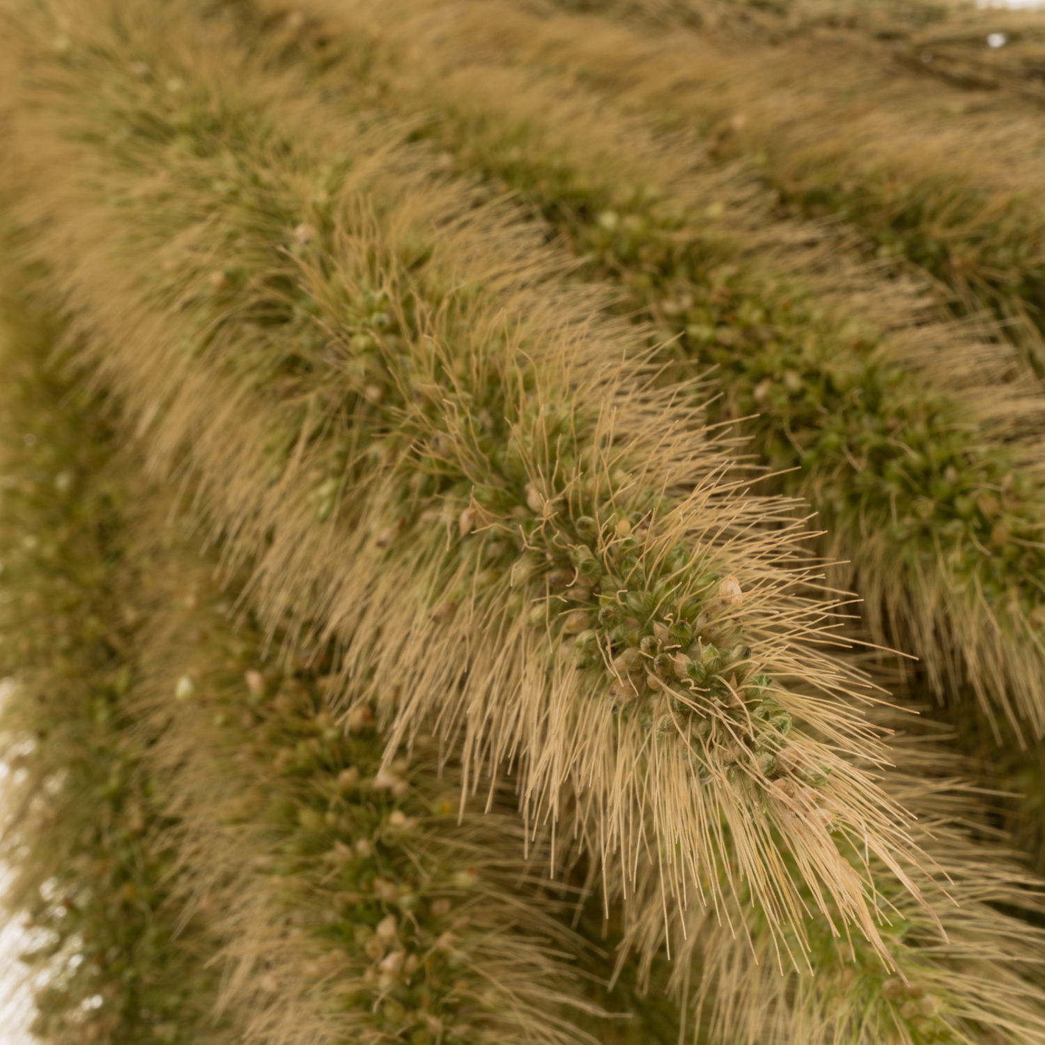 Ziergras hell grün Pennisetum 65cm