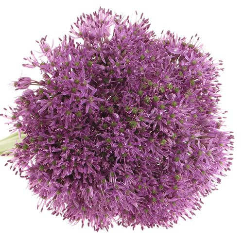 Allium lila Gladiator 60cm