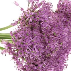 Allium lila Gladiator 60cm