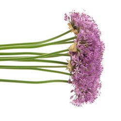 Allium lila Gladiator 60cm