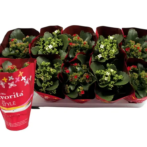 Kalanchoe Einfachbl. rot und weiss Weihn. T10,5 H022