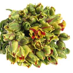 Tulpe Freiland Flaming Parrot 20 Gramm