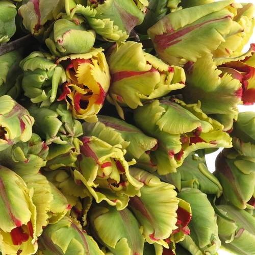 Tulpe Freiland Flaming Parrot 20 Gramm