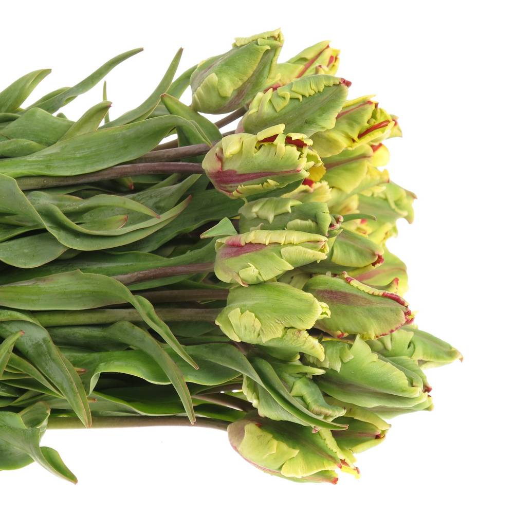 Tulpe Freiland Flaming Parrot 20 Gramm