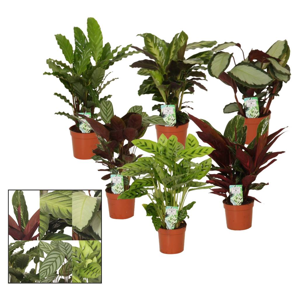 Calathea mix T12 H35