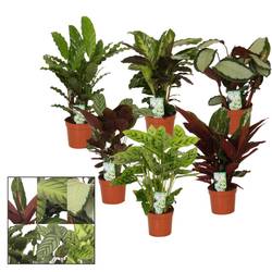 Calathea mix T12 H35