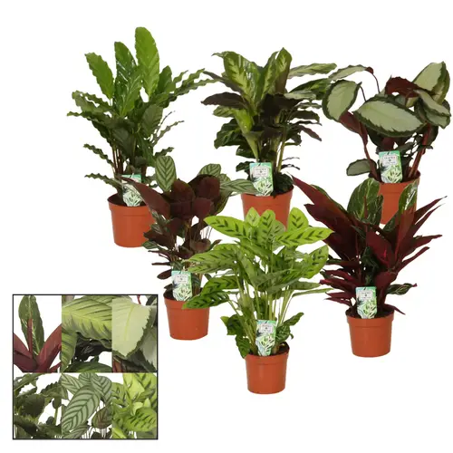Calathea mix T12 H35