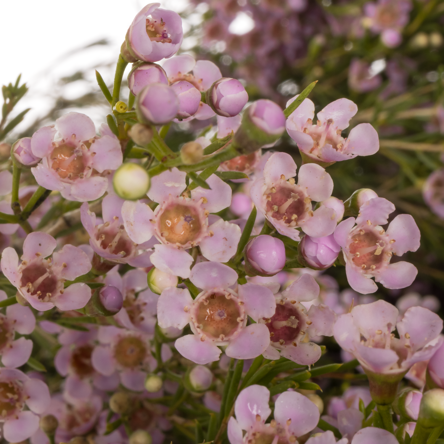 Wachsflower hell rosa Orchid 55 Gramm 75cm